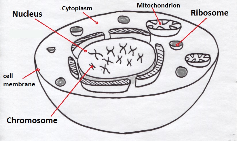 Basic structures common to most cells