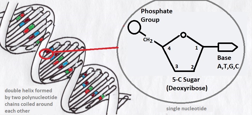 The helical structure of DNA