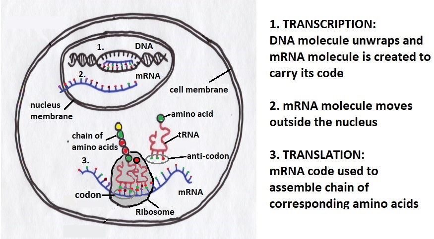Assemby of amino acids by the Ribosome