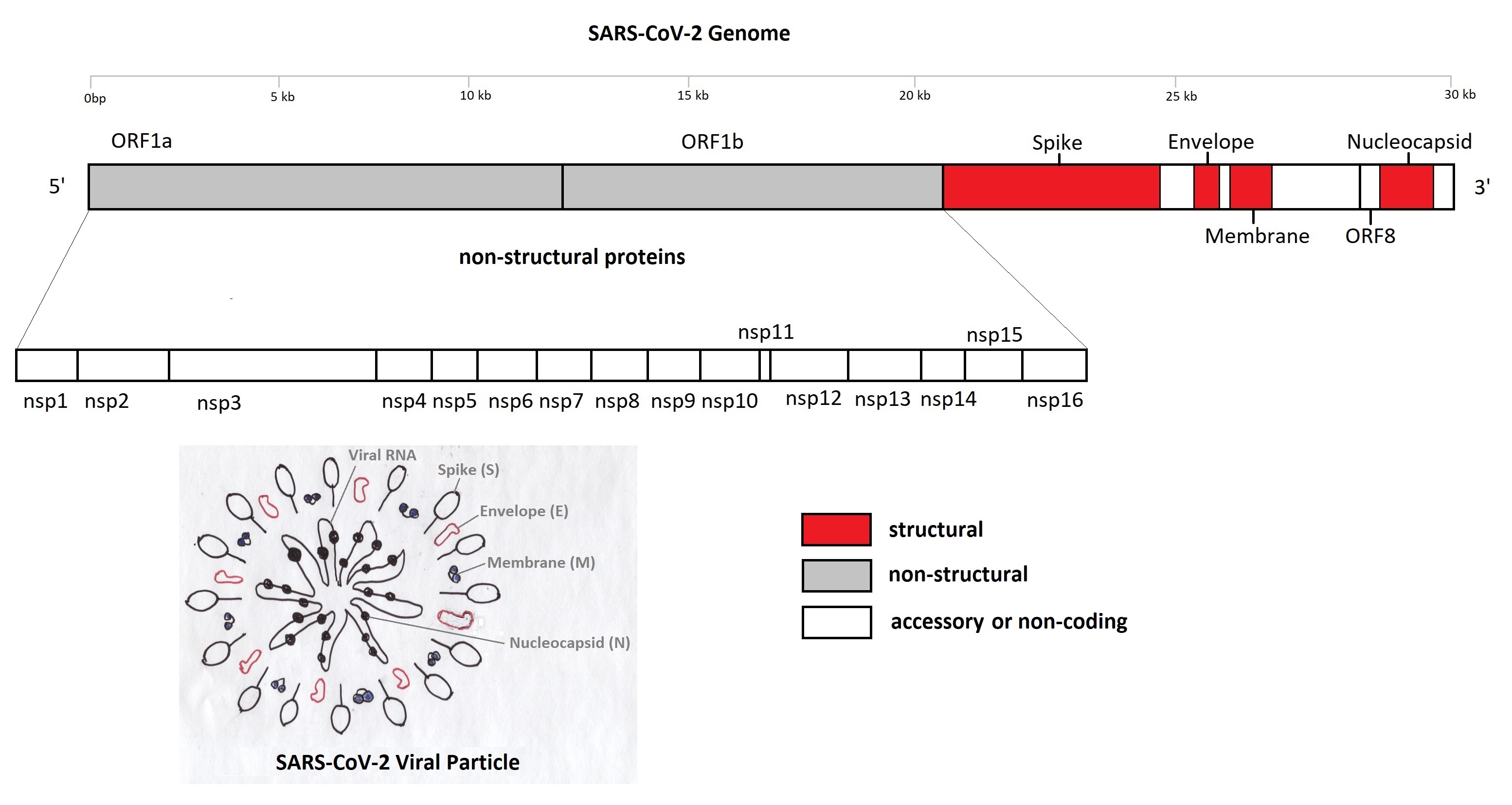 SARS-CoV-2-Genome2.jpg